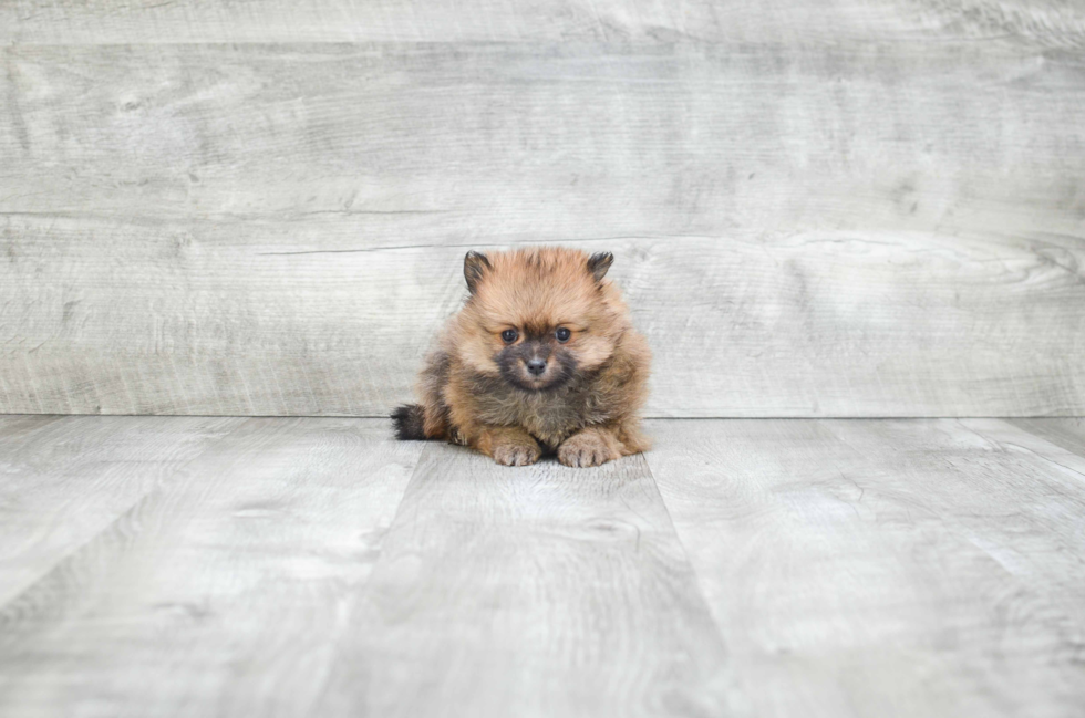 Popular Pomeranian Purebred Pup