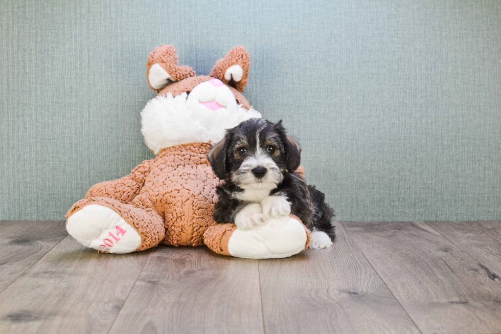 Cute Mini Schnauzer Baby