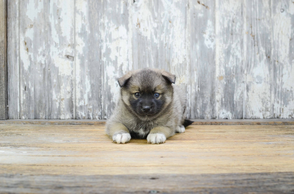 Energetic Mini Husky Designer Puppy