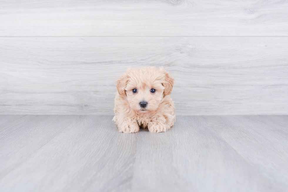 Maltipoo Puppy for Adoption