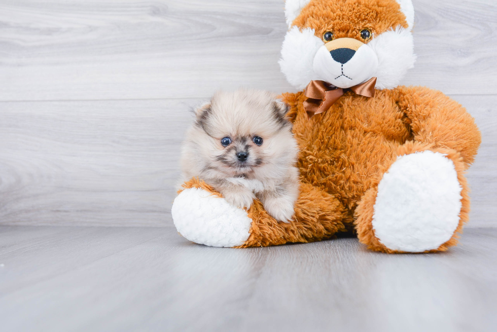 Pomeranian Puppy for Adoption