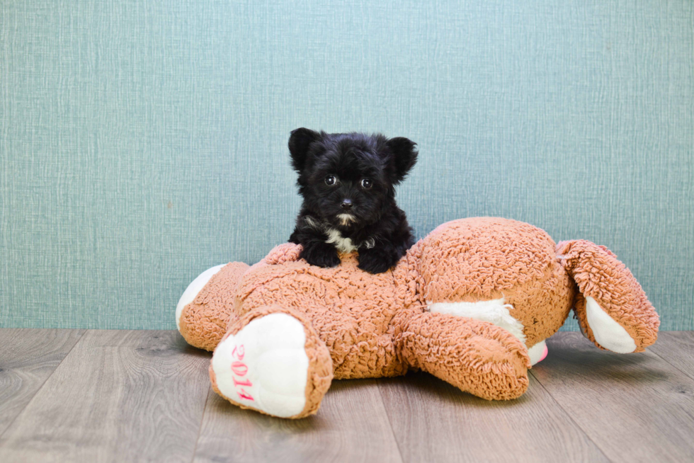 Morkie Puppy for Adoption