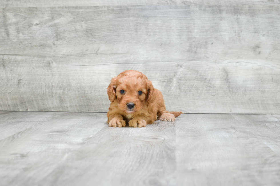 Playful Cavoodle Poodle Mix Puppy