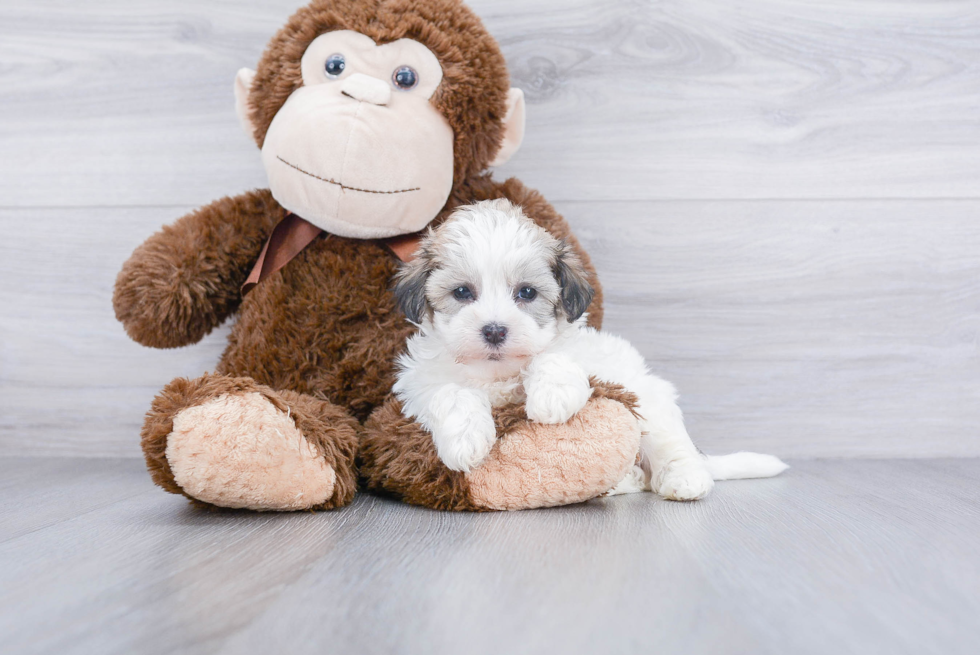 Friendly Teddy Bear Baby