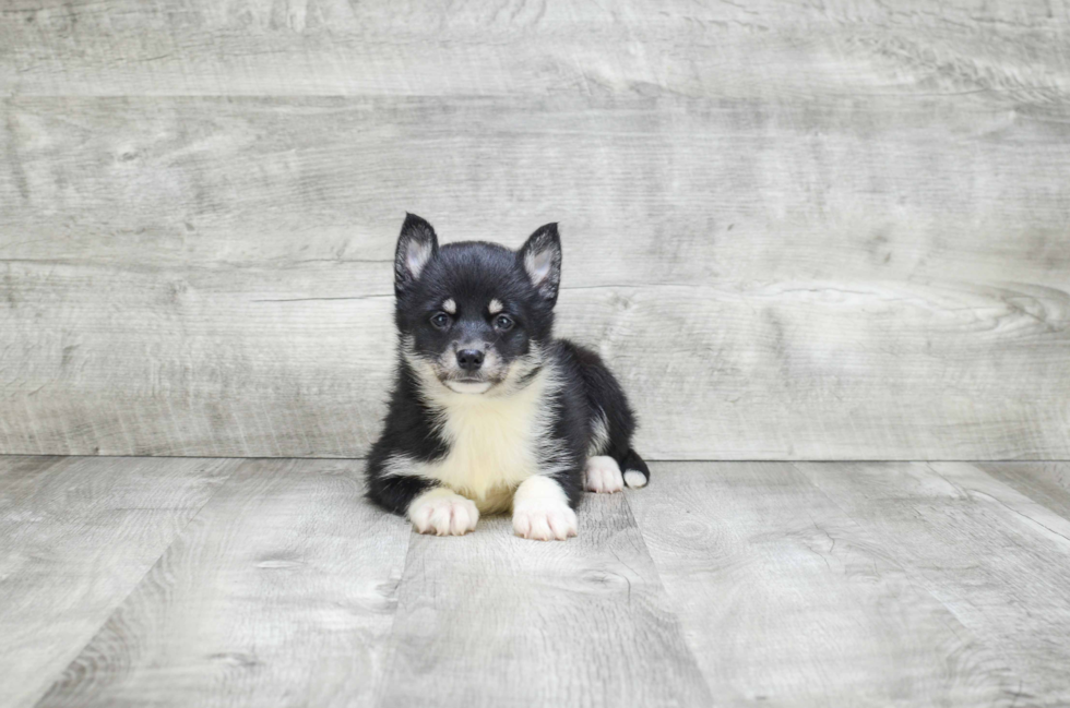 Pomsky Puppy for Adoption