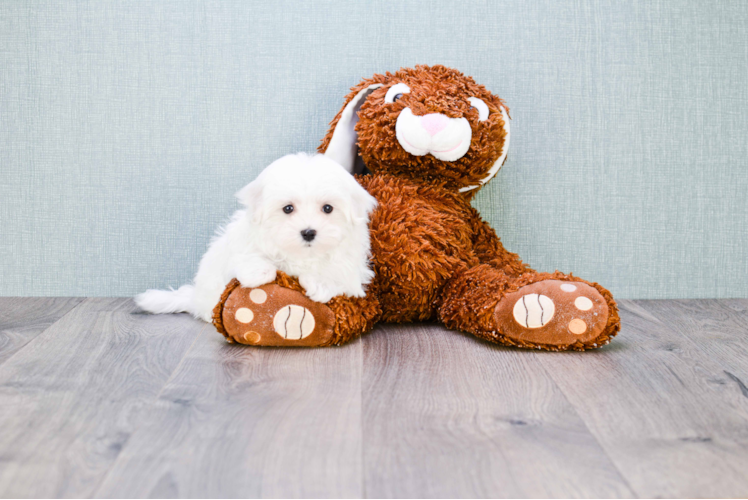 Energetic Maltese Purebred Puppy