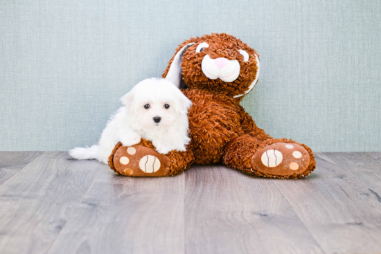 Energetic Maltese Purebred Puppy