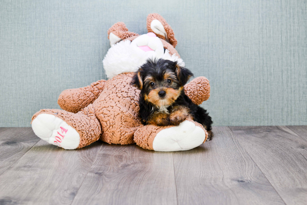 Meet Diddy - our Yorkshire Terrier Puppy Photo 