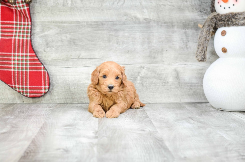 Mini Goldendoodle Pup Being Cute