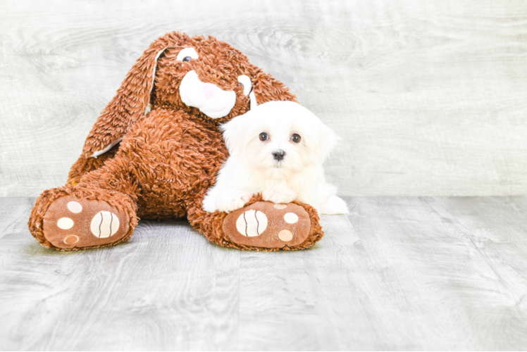 Friendly Maltese Baby