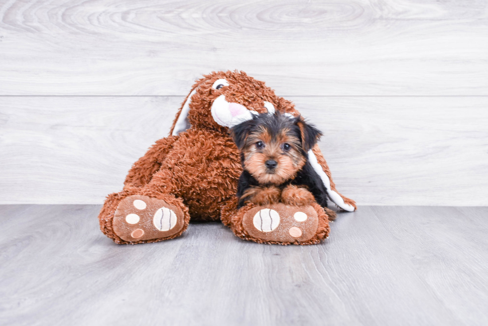 Meet Twinkle - our Yorkshire Terrier Puppy Photo 