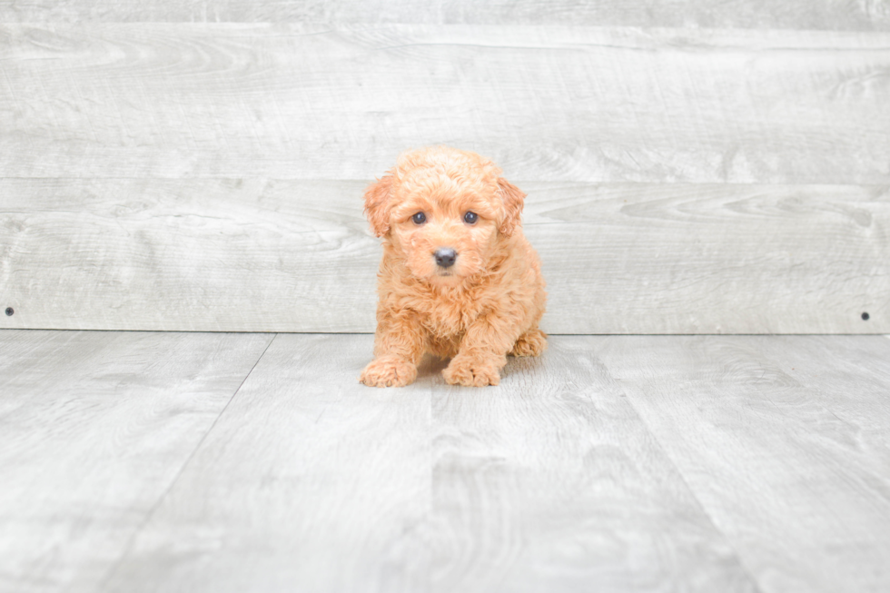 Happy Mini Goldendoodle Baby