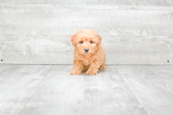 Happy Mini Goldendoodle Baby