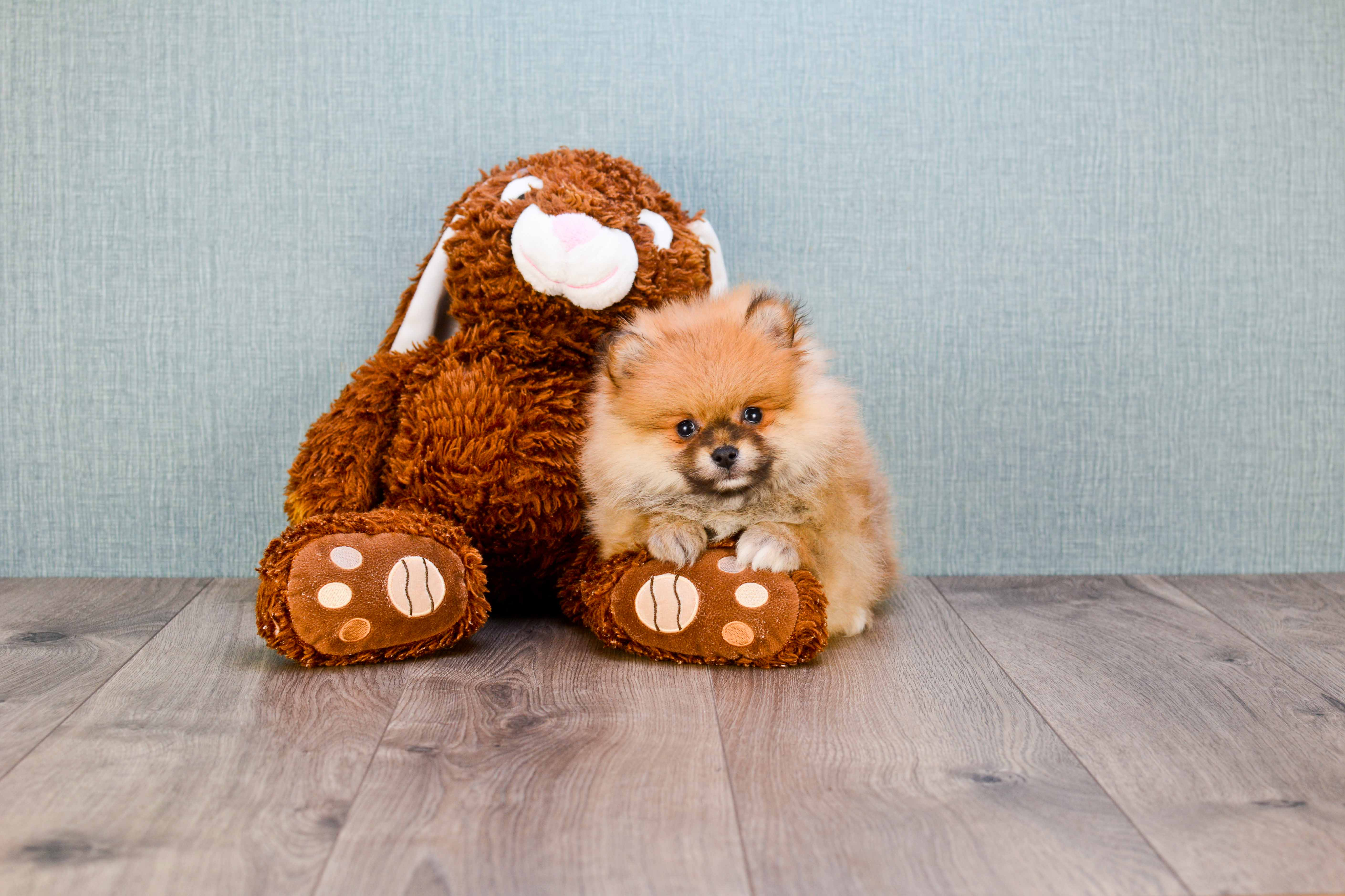Hypoallergenic Pomeranian Purebred Pup