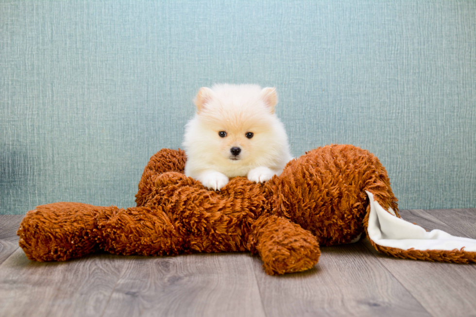 Happy Pomeranian Purebred Puppy