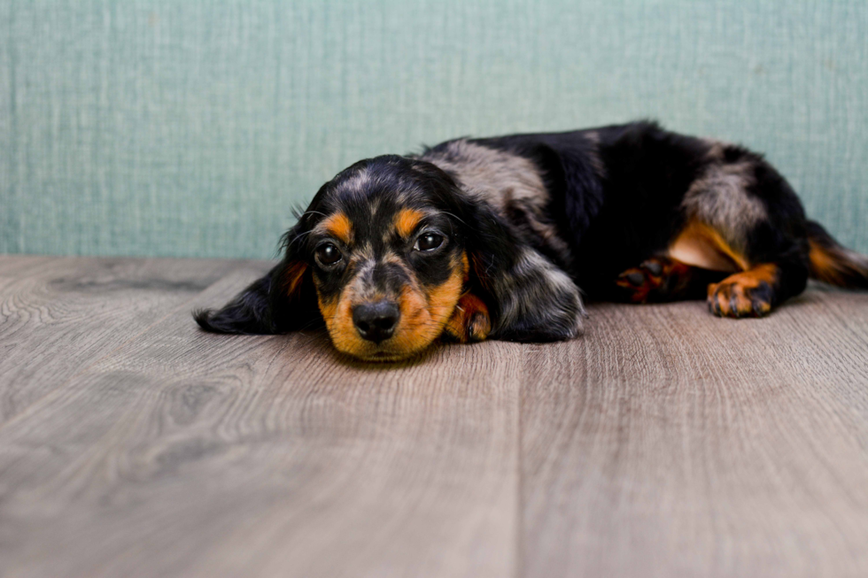 Dachshund Pup Being Cute