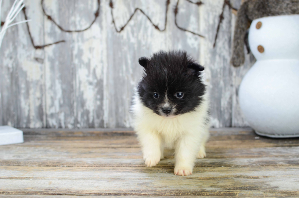 Pomeranian Puppy for Adoption