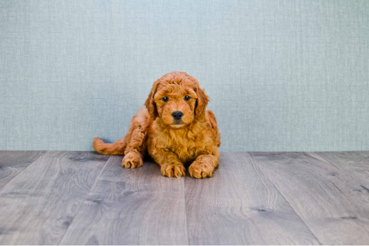 Mini Goldendoodle Puppy for Adoption