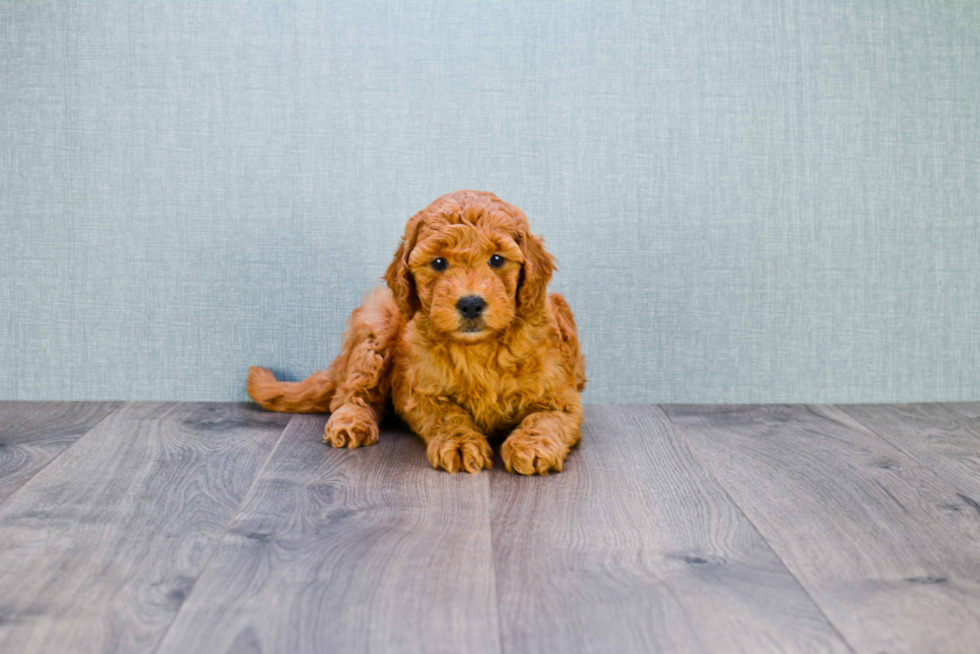 Mini Goldendoodle Puppy for Adoption