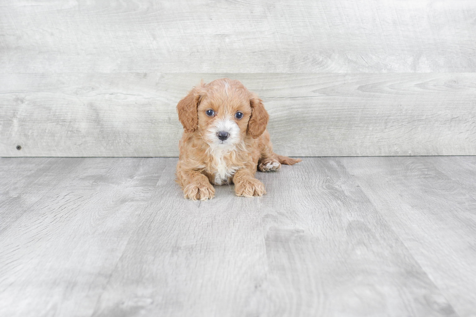 Small Cavapoo Baby