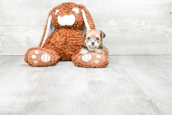 Playful Yorkie Designer Puppy