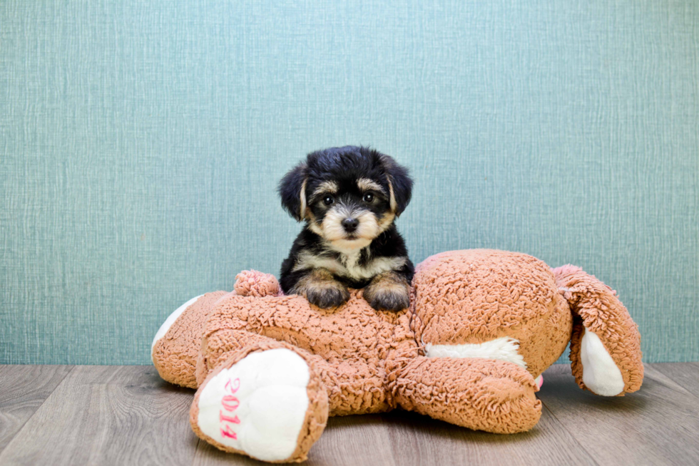 Morkie Puppy for Adoption