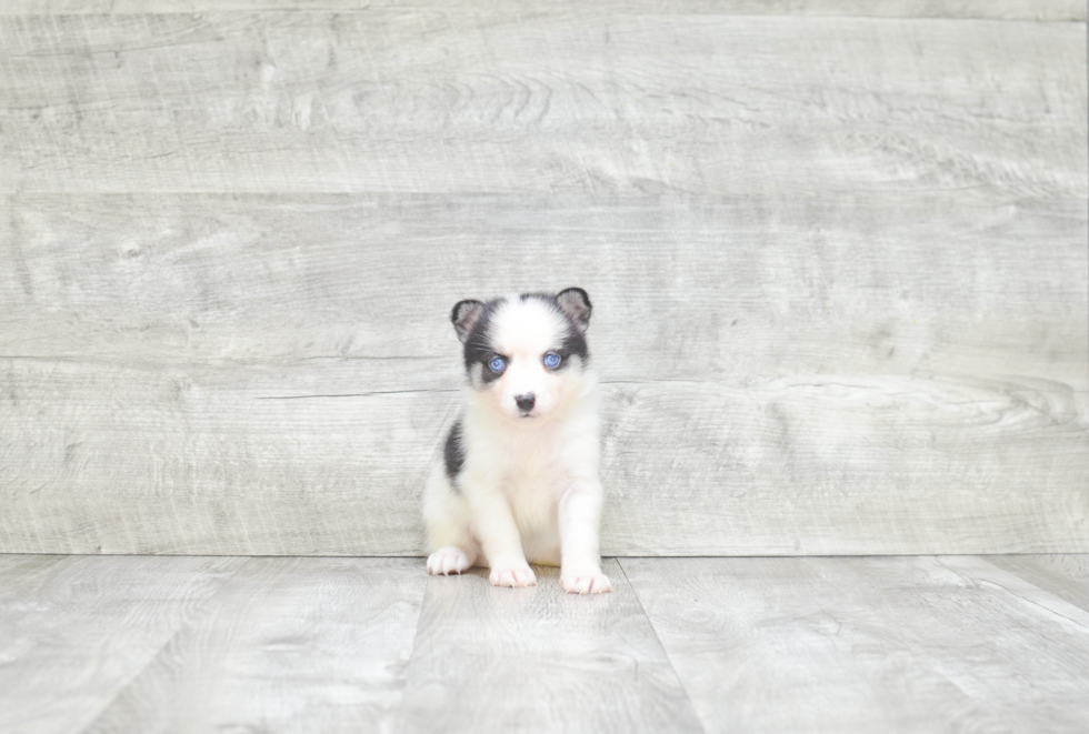 Pomsky Puppy for Adoption