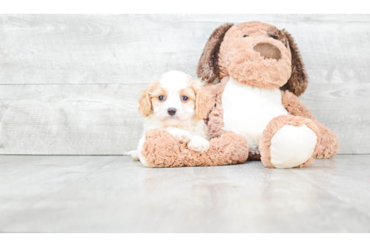 Friendly Cavachon Baby