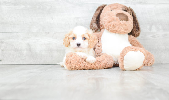 Friendly Cavachon Baby