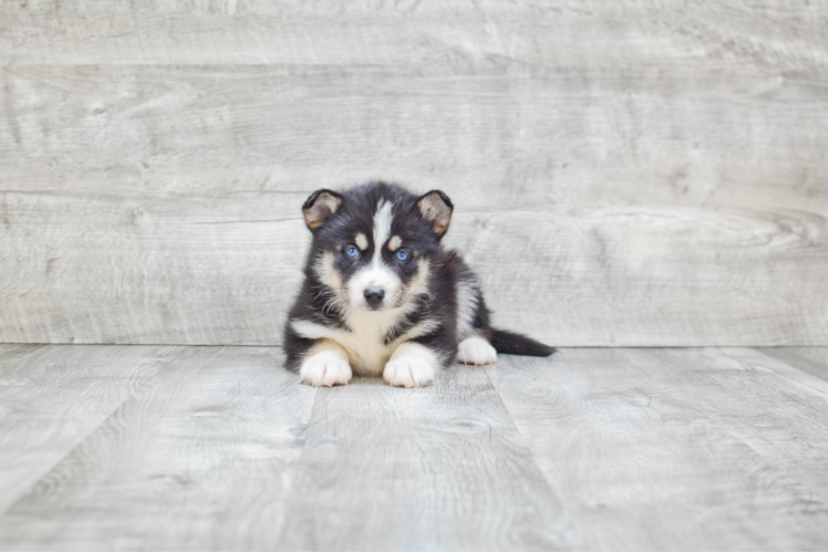 Popular Pomsky Designer Pup