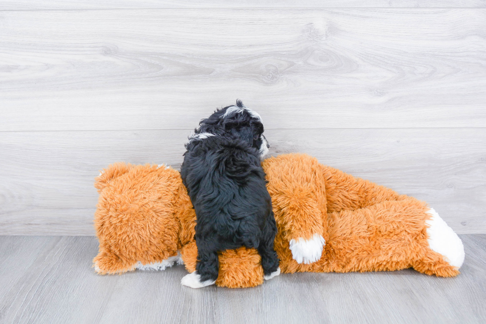 Mini Aussiedoodle Pup Being Cute