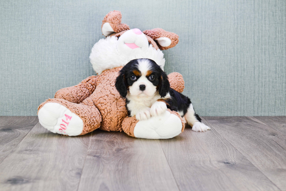 Funny Cavalier King Charles Spaniel Baby