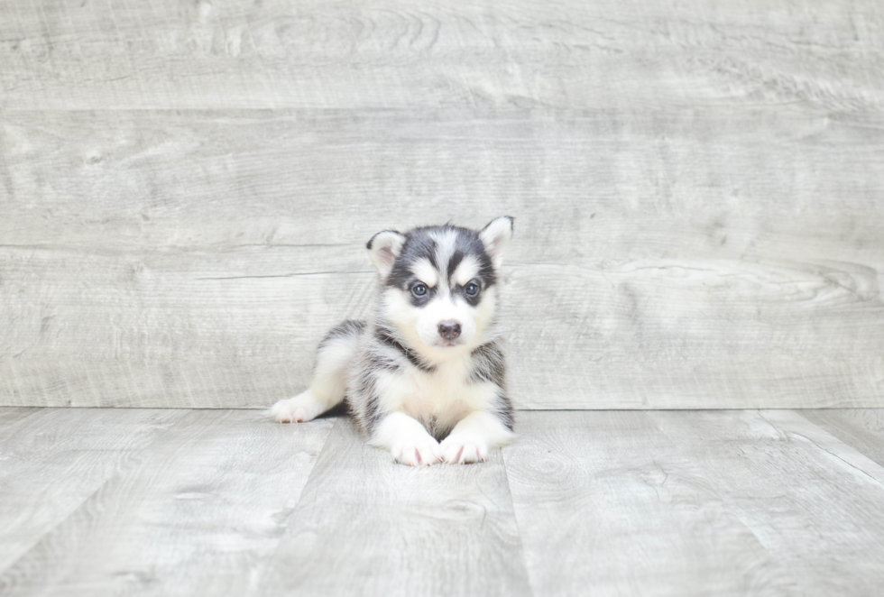 Best Pomsky Baby