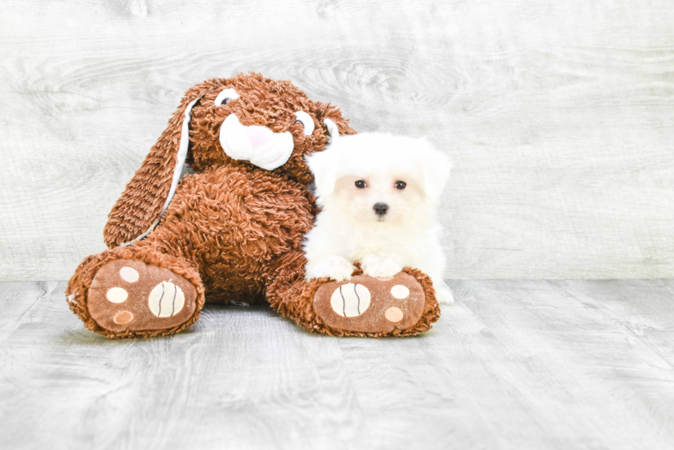 Fluffy Maltese Purebred Puppy