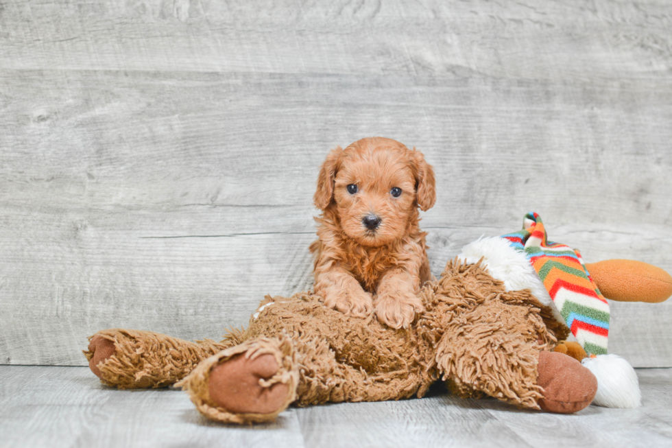 Cavapoo Puppy for Adoption