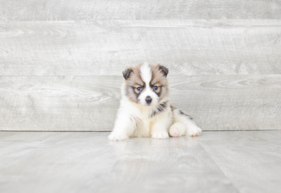 Energetic Mini Husky Designer Puppy