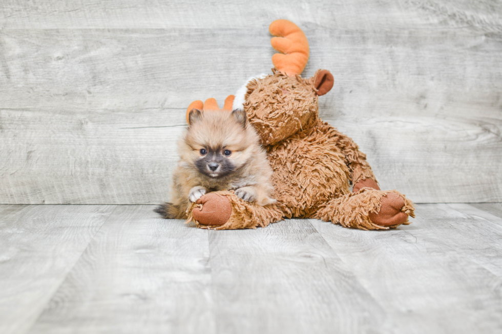 Pomeranian Puppy for Adoption