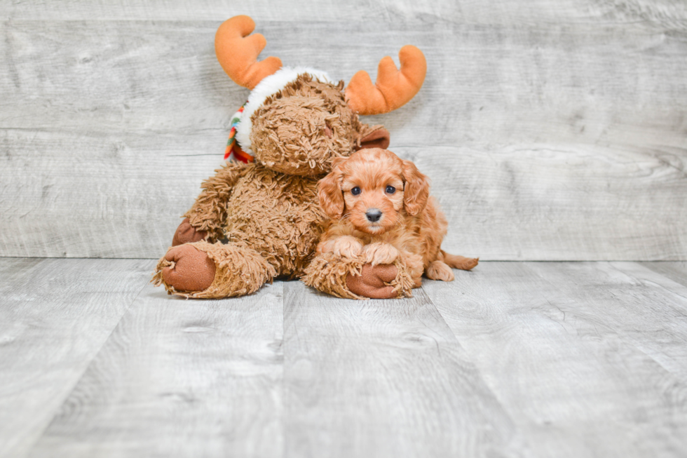 Friendly Cavapoo Baby