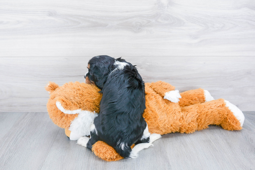 Best Cavalier King Charles Spaniel Baby