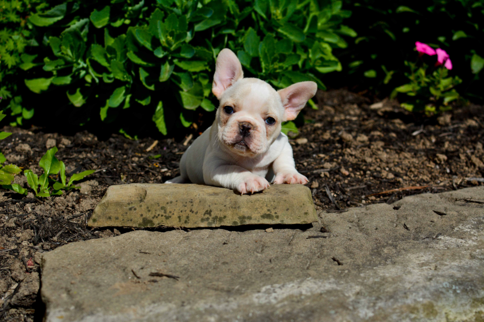 French Bulldog Puppy for Adoption