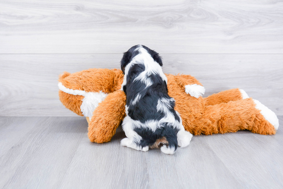 Best Cavalier King Charles Spaniel Baby