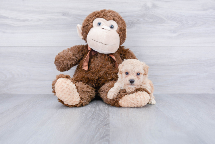 Best Maltipoo Baby