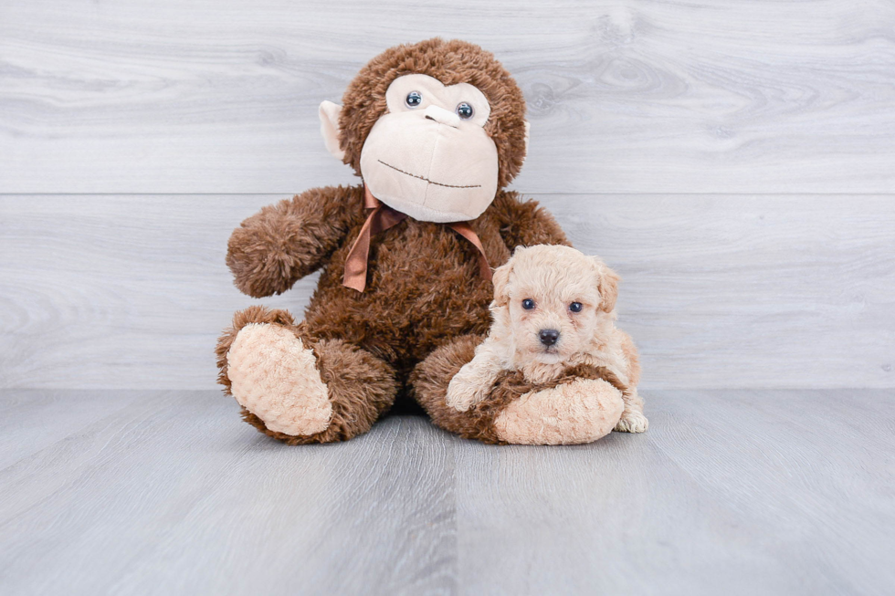 Best Maltipoo Baby