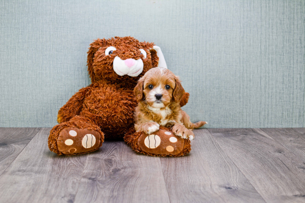 Best Cavapoo Baby