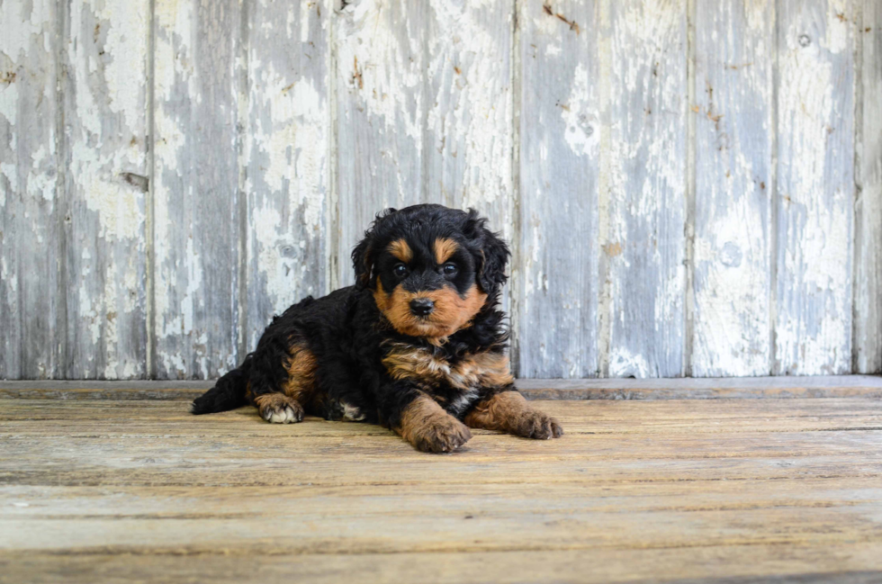 Funny Mini Bernedoodle Poodle Mix Pup