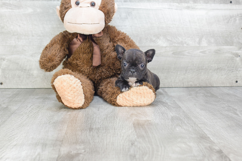 French Bulldog Pup Being Cute