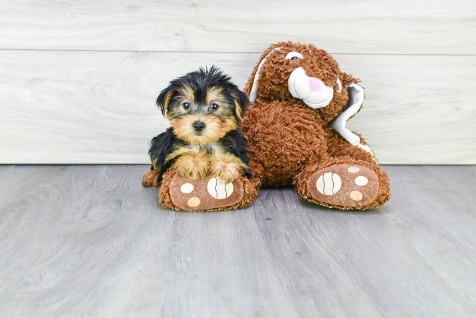 Meet Twix - our Yorkshire Terrier Puppy Photo 