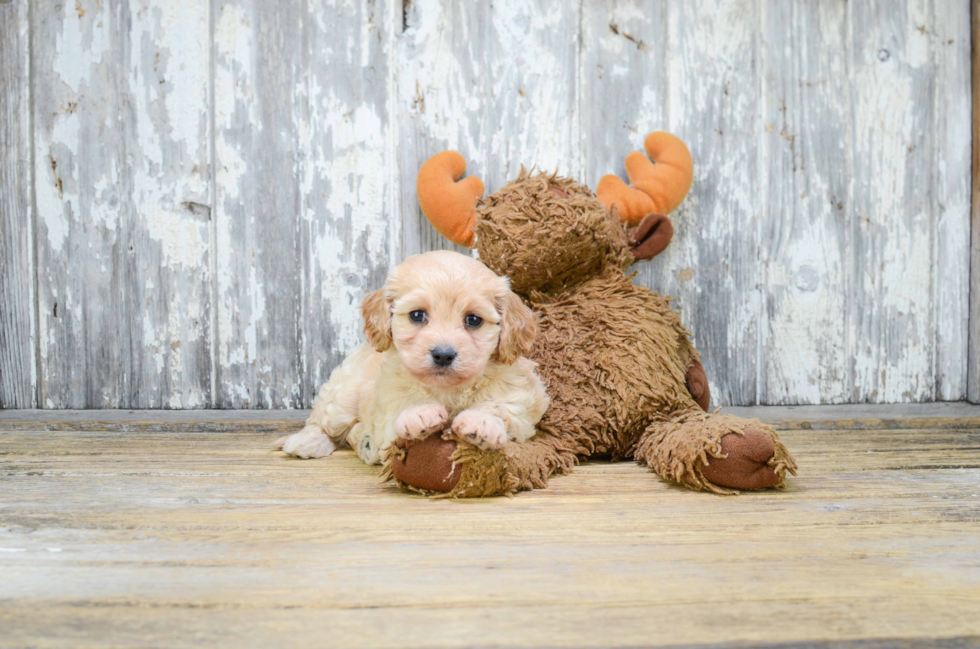 Adorable Cavalier Designer Puppy