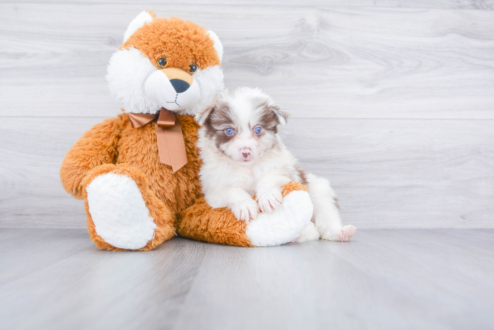 Cute Aussie Pom Mix Pup