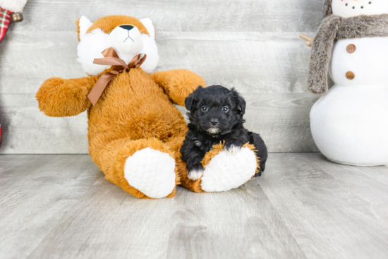 Fluffy Mini Aussiedoodle Poodle Mix Pup